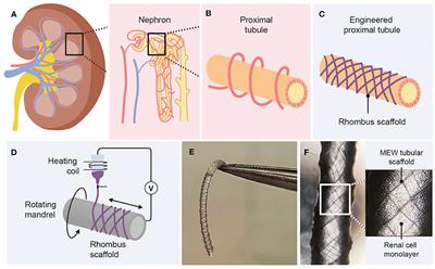 Topographic Guidance in Melt-Electrowritten Tubular Scaffolds Enhances Engineered Kidney Tubule Performance